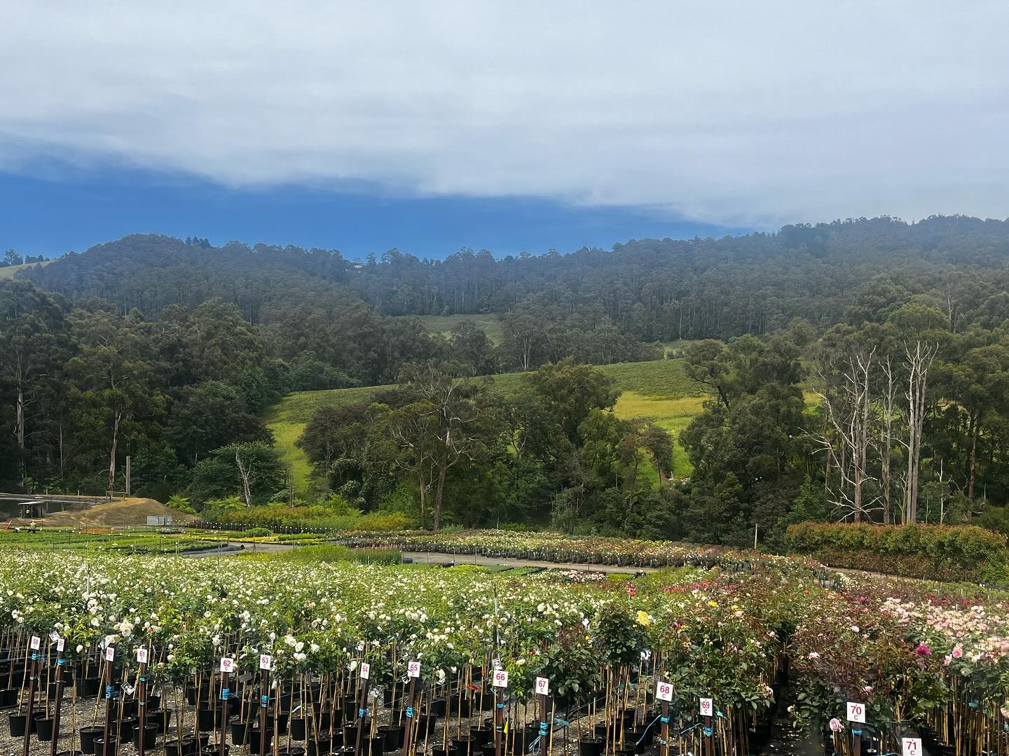 Monbulk Rose, Tree and Shrub Farm - Victoria nursery Rose collection ranges. Monbulk Rose, Tree and Shrub Farm - Victoria nursery Rose collection ranges.