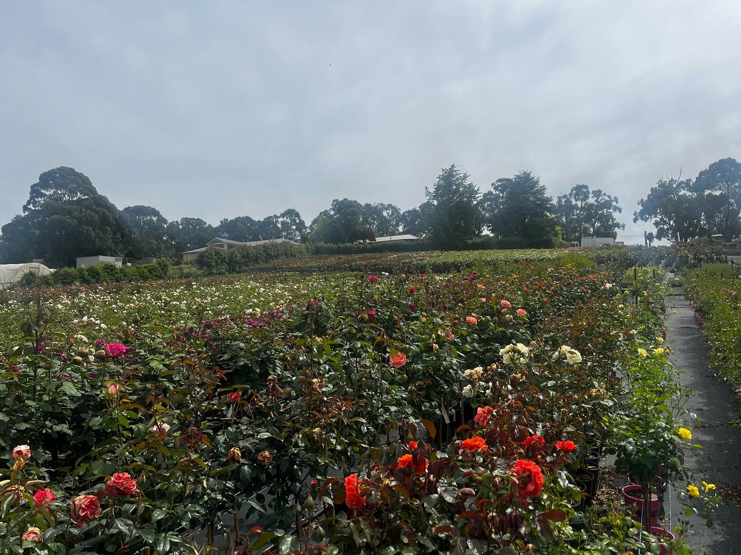 Monbulk Rose, Tree and Shrub Farm - Victoria nursery Rose collection ranges. Monbulk Rose, Tree and Shrub Farm - Victoria nursery Rose collection ranges.