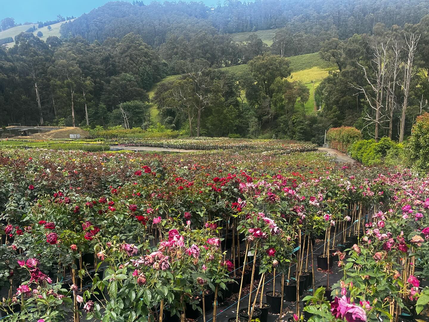 Monbulk Rose, Tree and Shrub Farm - Victoria nursery Rose collection ranges. Monbulk Rose, Tree and Shrub Farm - Victoria nursery Rose collection ranges.