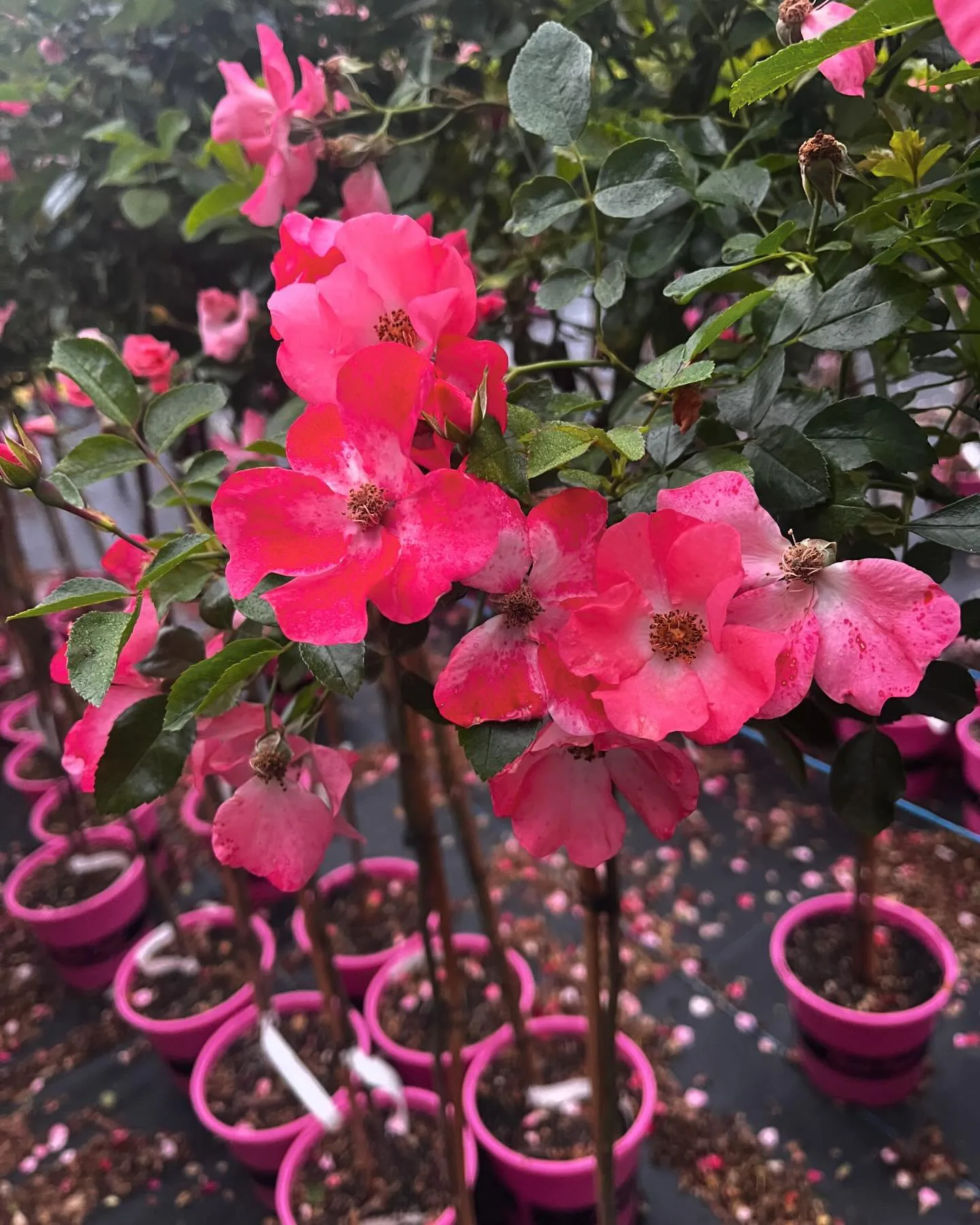 Monbulk Rose, Tree and Shrub Farm - Victoria nursery Rose collection ranges. Monbulk Rose, Tree and Shrub Farm - Victoria nursery Rose collection ranges.