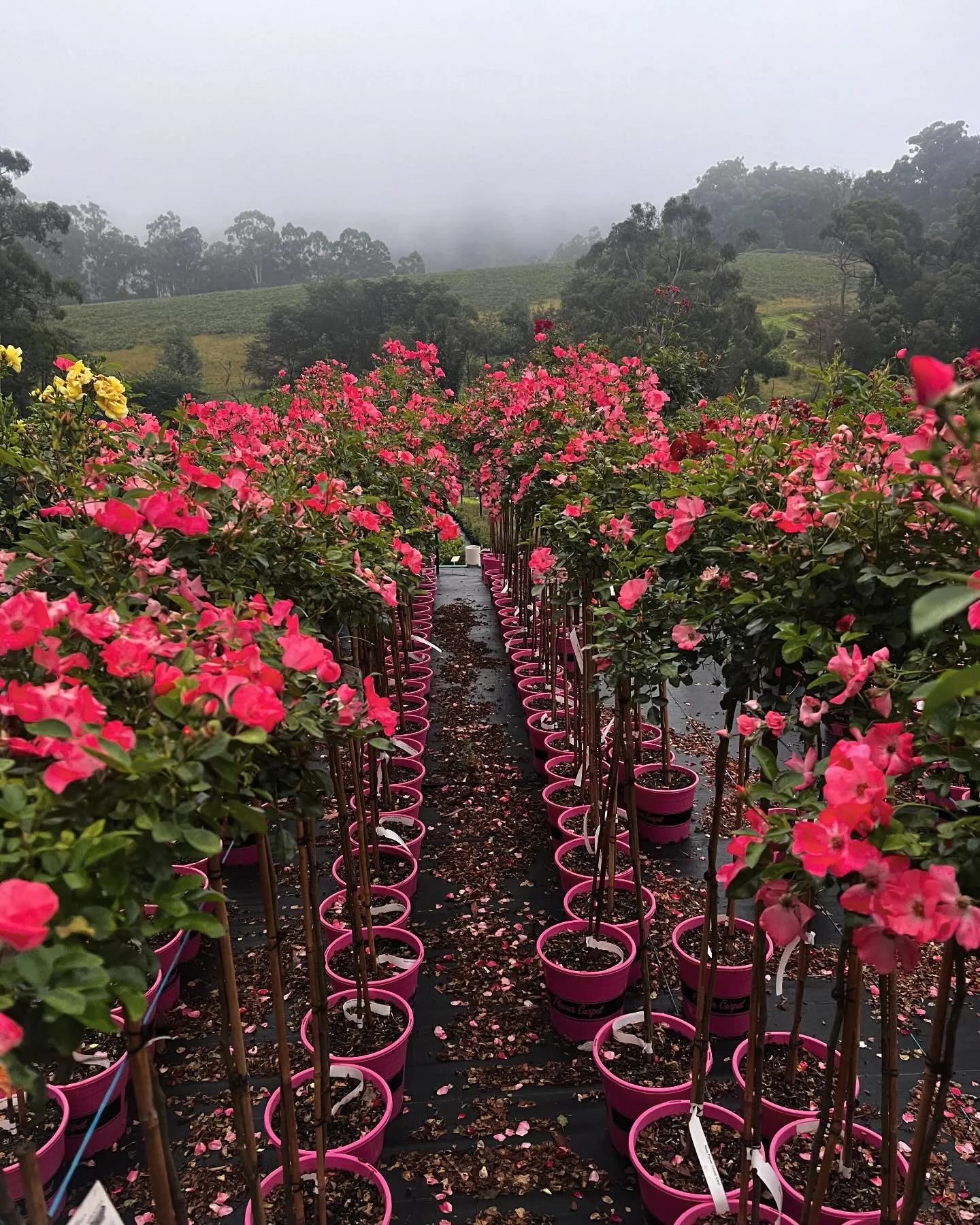 Monbulk Rose, Tree and Shrub Farm - Victoria nursery Rose collection ranges. Monbulk Rose, Tree and Shrub Farm - Victoria nursery Rose collection ranges.