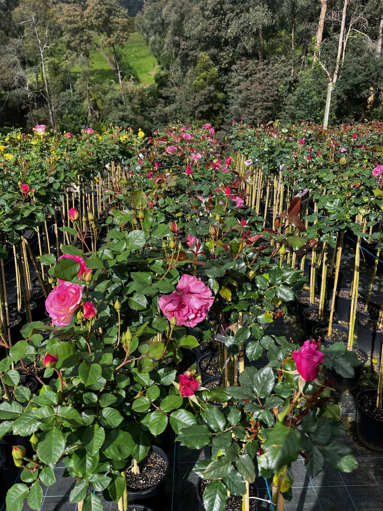 Monbulk Rose, Tree and Shrub Farm - Victoria nursery Rose collection ranges. Monbulk Rose, Tree and Shrub Farm - Victoria nursery Rose collection ranges.
