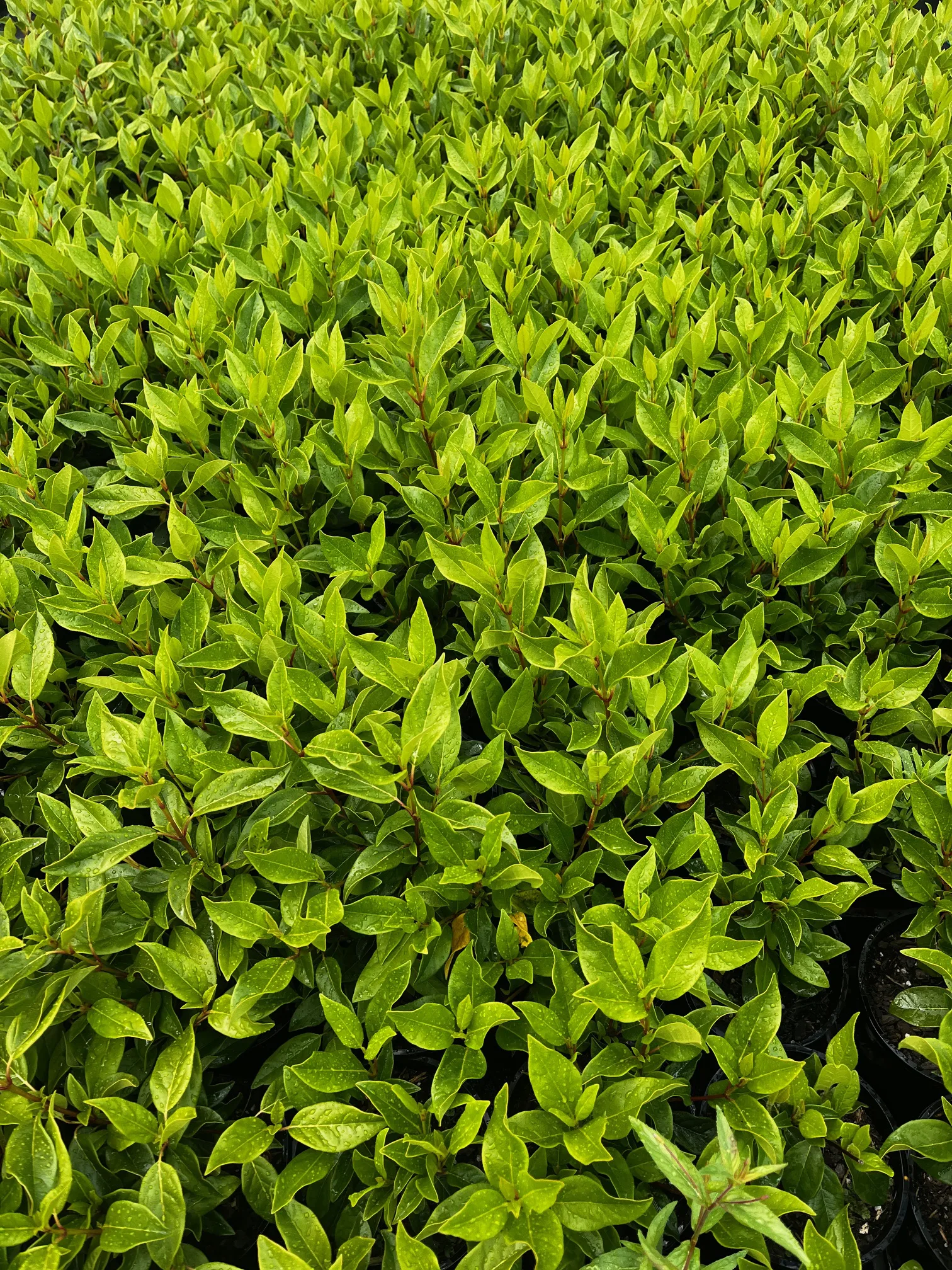 Monbulk Rose, Tree and Shrub Farm - Victoria nursery premium shrub collection. Monbulk Rose, Tree and Shrub Farm - Victoria nursery premium shrub collection.