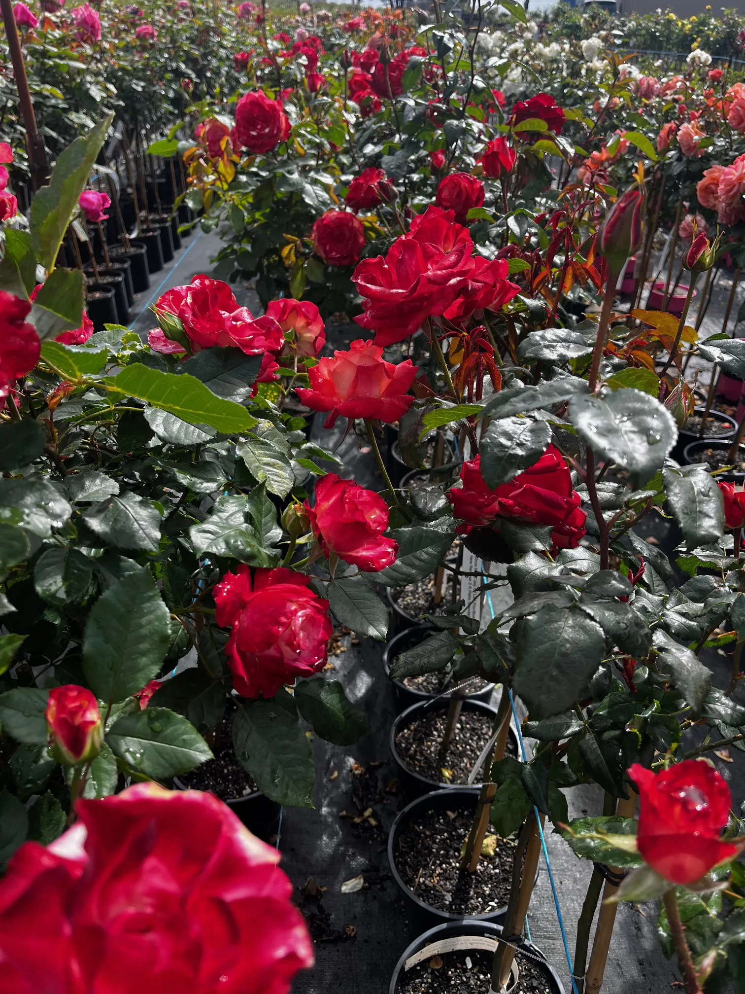 Monbulk Rose, Tree and Shrub Farm - Victoria nursery Rose collection ranges. Monbulk Rose, Tree and Shrub Farm - Victoria nursery Rose collection ranges.